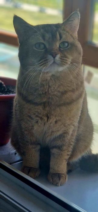 British Shorthair Golden Tabby și Lilac