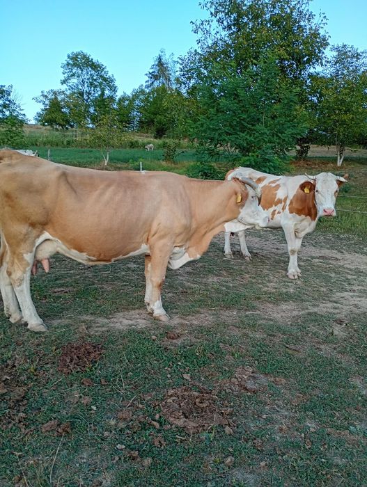 2 vaci cu lapte Cărpiniș Roșia Montană