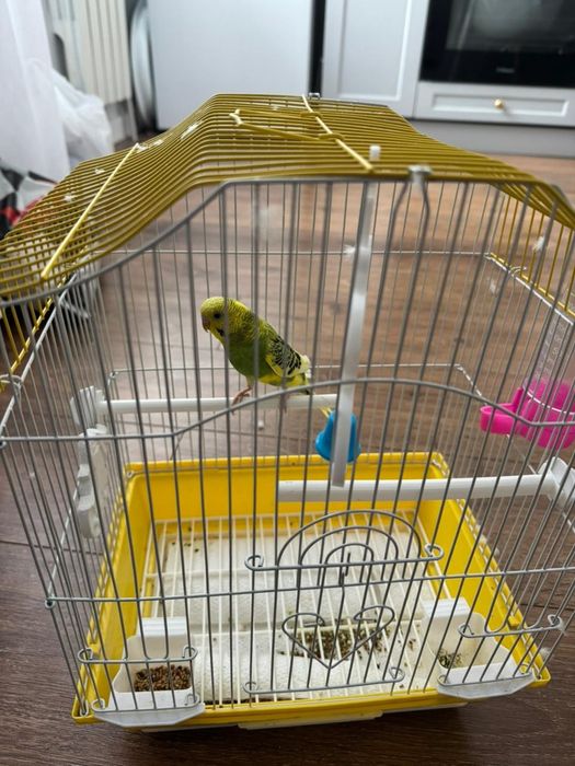 Попугай волнистый