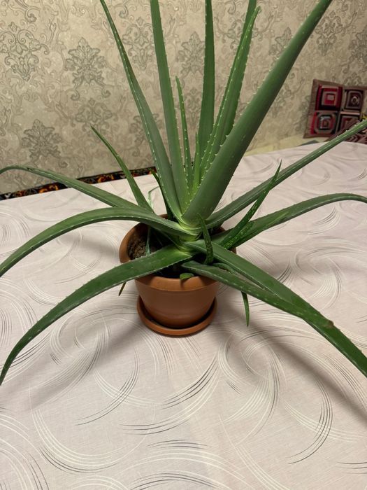 Алоя  сатылады , продается Аллоя