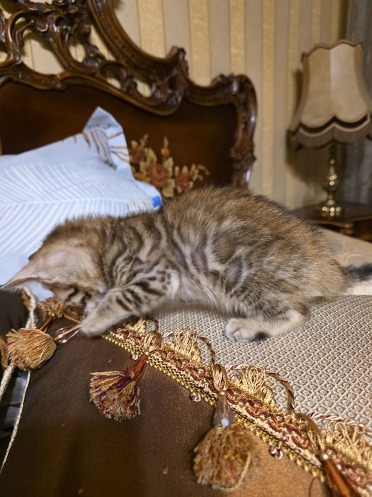 Бенгалски котета