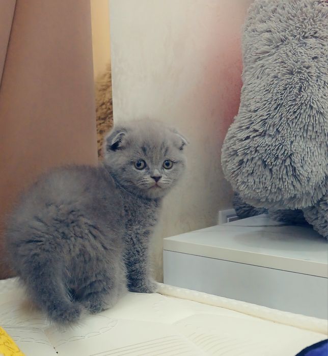 Мушукчалар сотилади