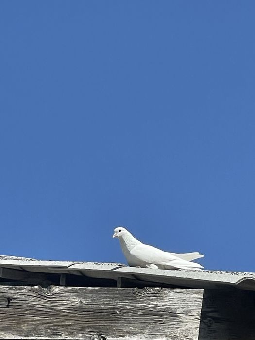 Белый голубь, домашний (продаётся)