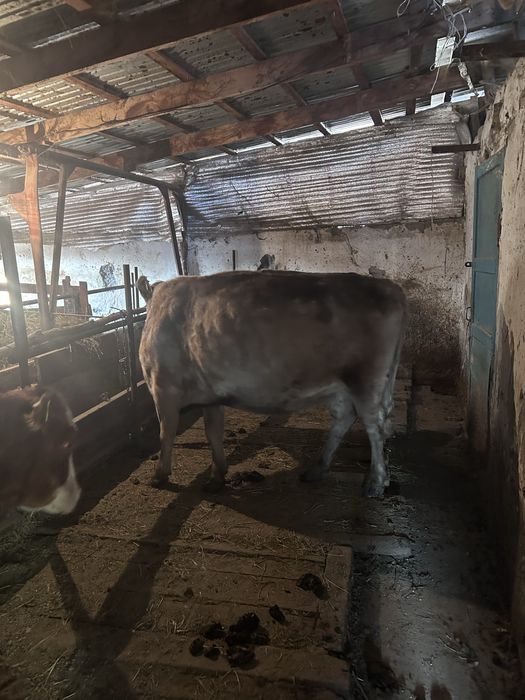 Согым семіз сатылады