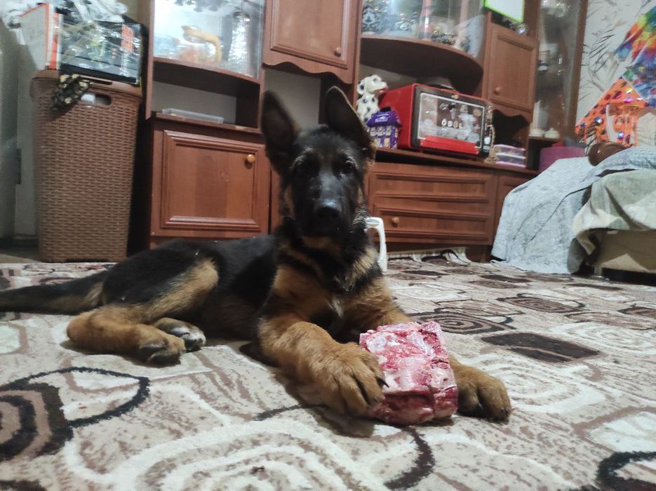 Передержка животных! Професиональная Любовь и забота о вашем любимце