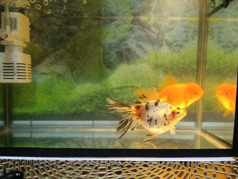 Aranda baligi soglom