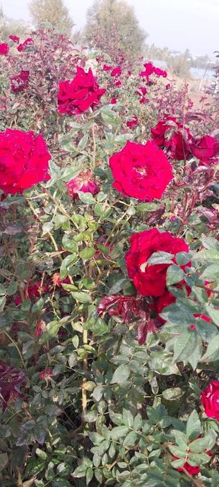 Роза көшет сорты чёрный магия 2и 1 жылдық көшеттер