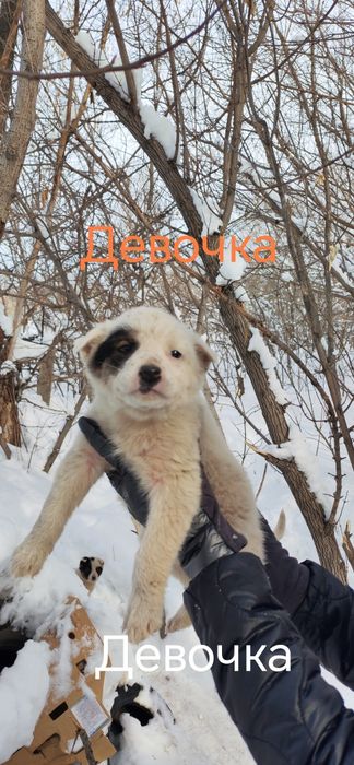 Маленькие комочки ищут дом