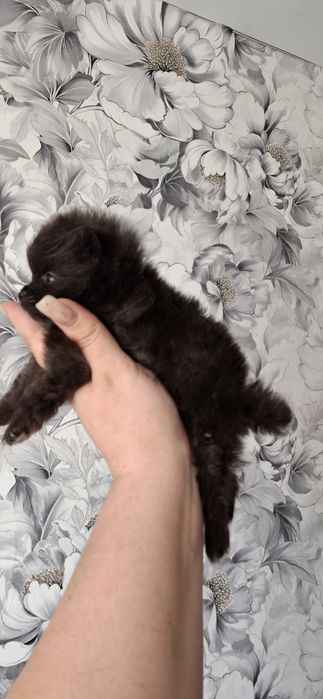 Мини щеночки померашки шпицы