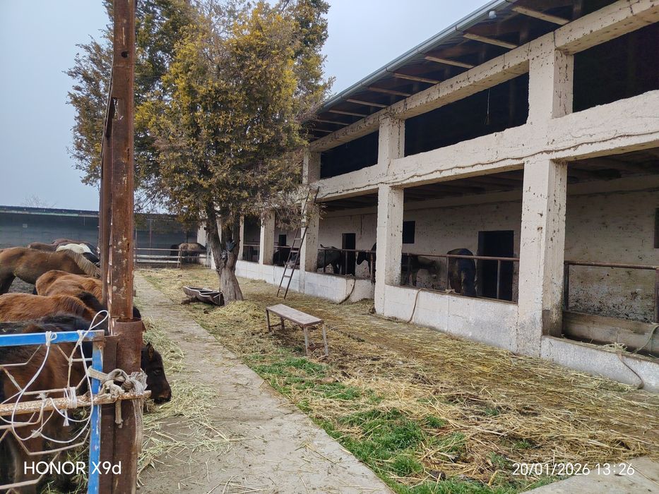 Ferma Yangi yo'lda sotildi Hamroqulda