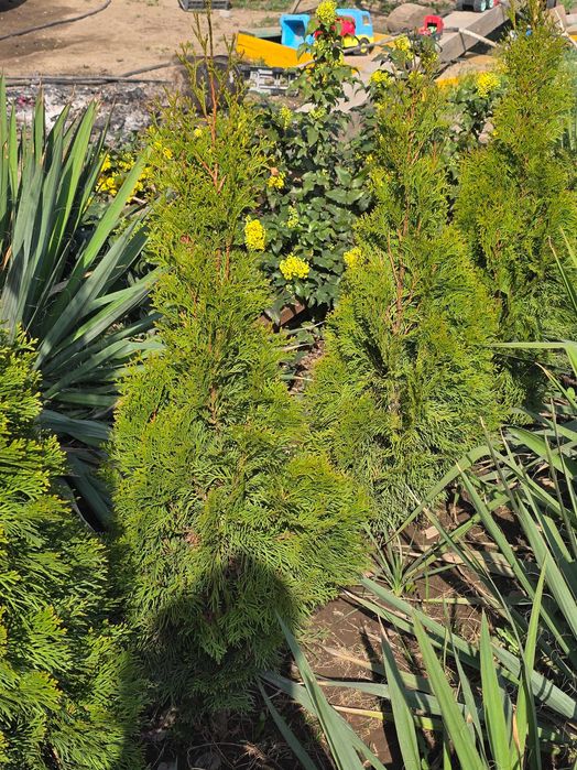 Туя Смарагд (Smaragd)