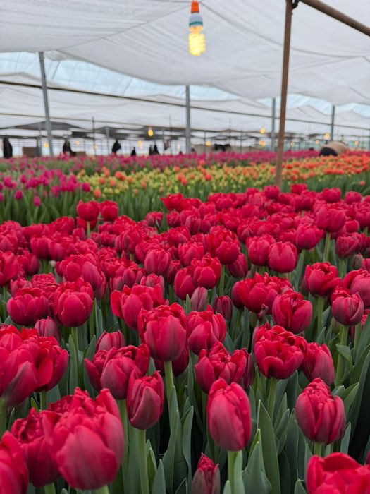 Тюльпаны оптом и в розницу