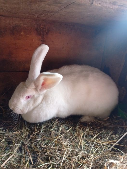 4 iepuri de vânzare