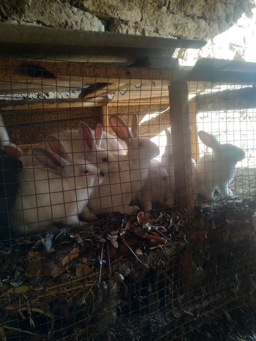 Quyonlar sotiladi soni 12ta