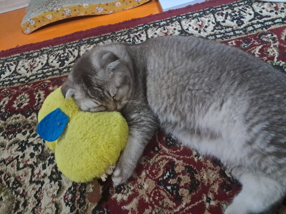 вязка шотландских кошек