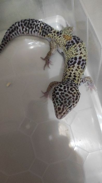 Эушки  разного возраста