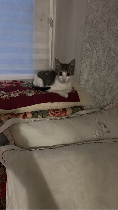 Отдам котенка в добрые руки