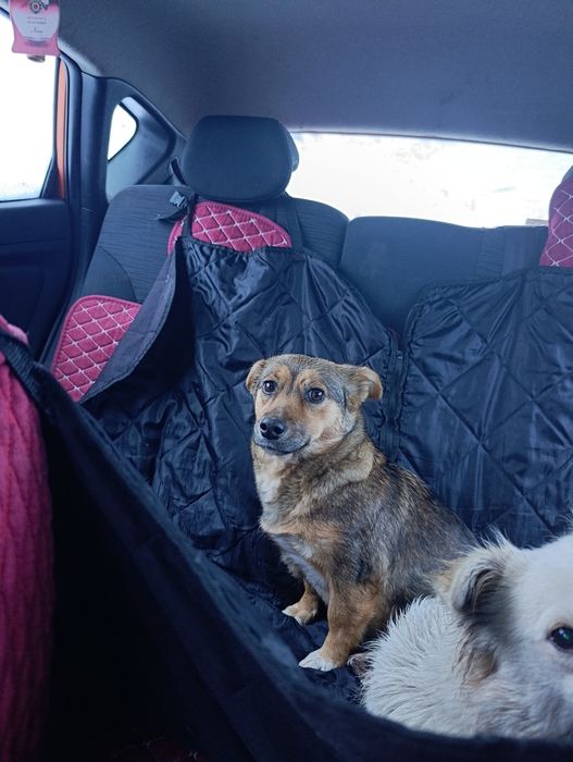 Мелкая собачка в добрые руки