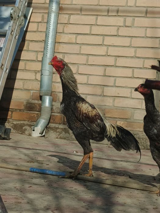 Dakan xo'roz sotiladi