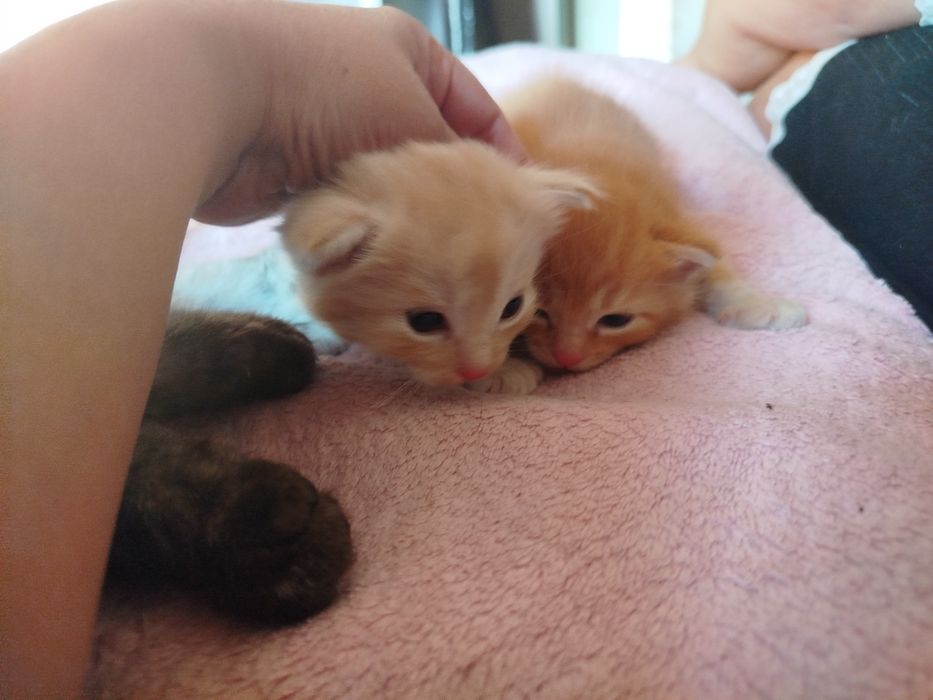 Отдам котят мальчика и девочку
