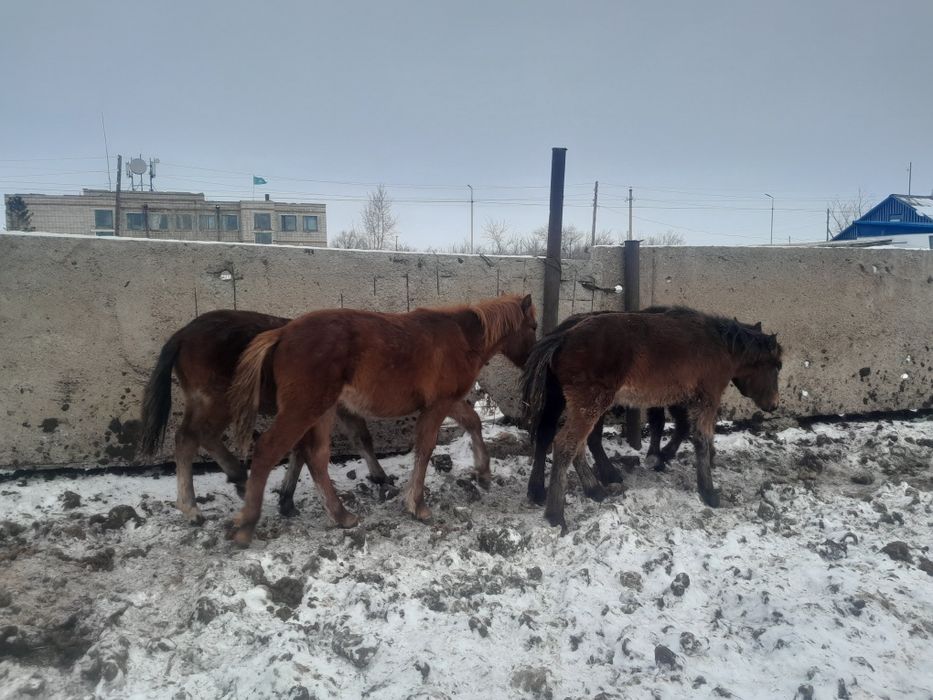 Продаётся жабагы