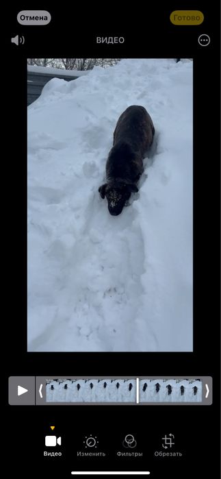 Отдам собачку в добрые руки