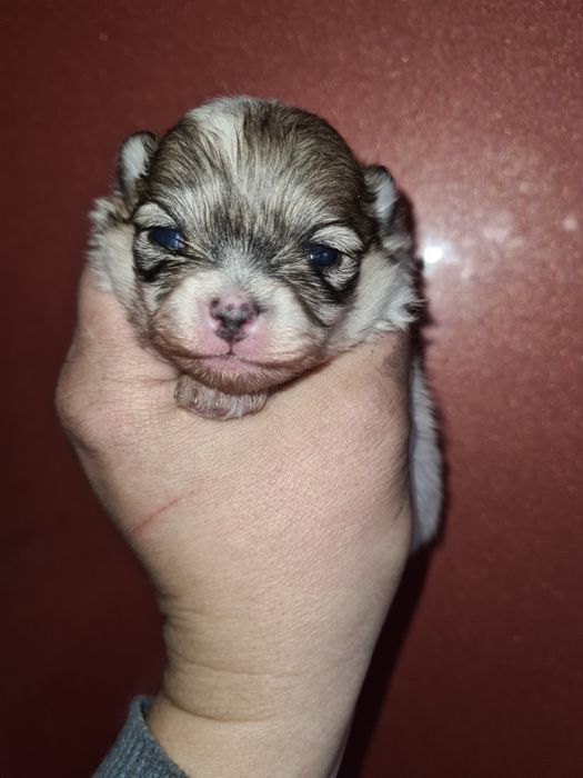 Продам щенков шпица.