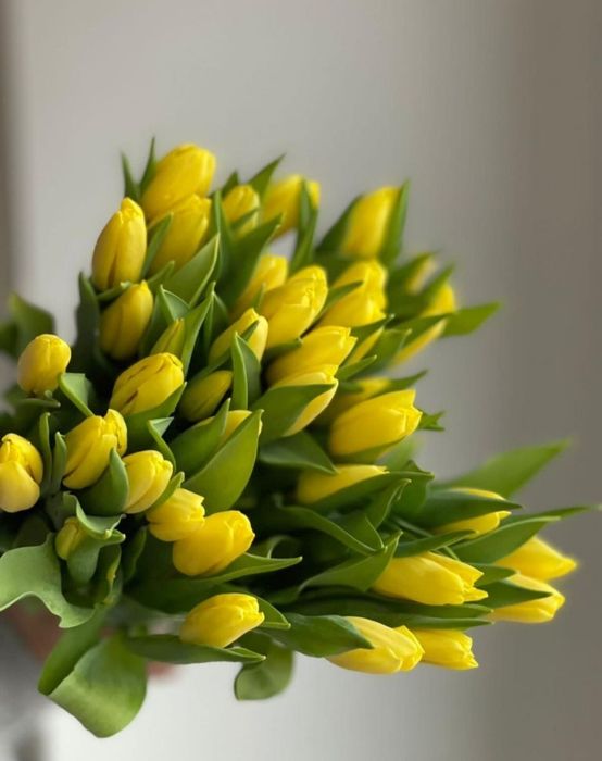 Тюльпаны в наличии