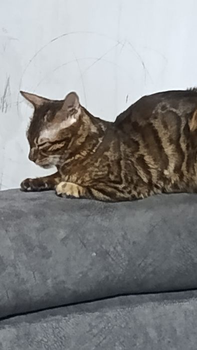 Бенгальская золотистая кошка