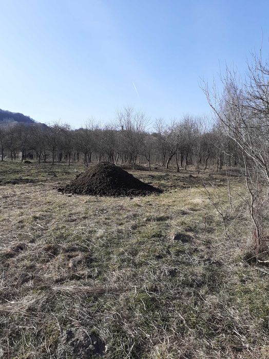 Mranita si  gunoi de grajd bine descompus