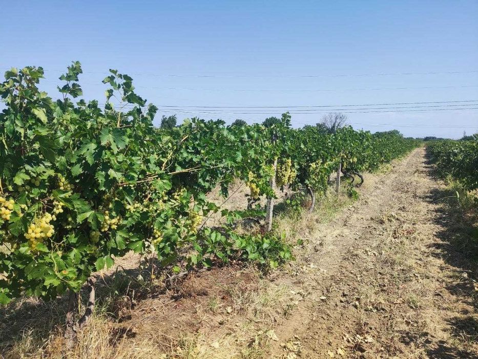 Продавам грозде - сорт Супер Ран Болгар ( за ракия)