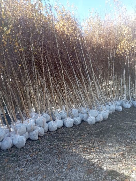 Vindem plante ornamentale preț bun transport gratuit la domiciliu