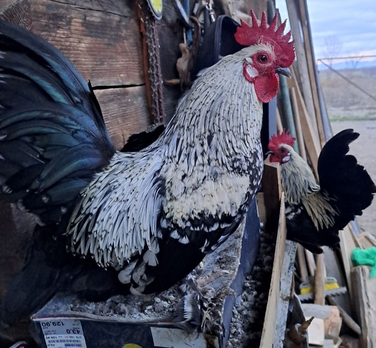 Vând 6 iopani de casă