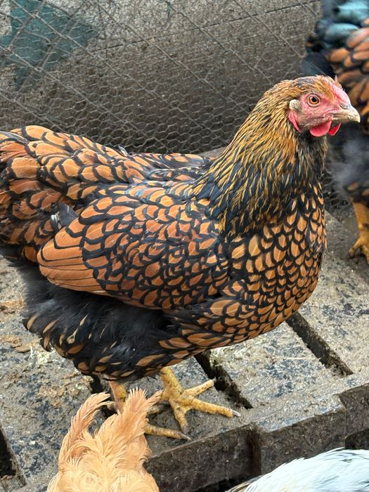 Pui de găina australop și Wyandotte