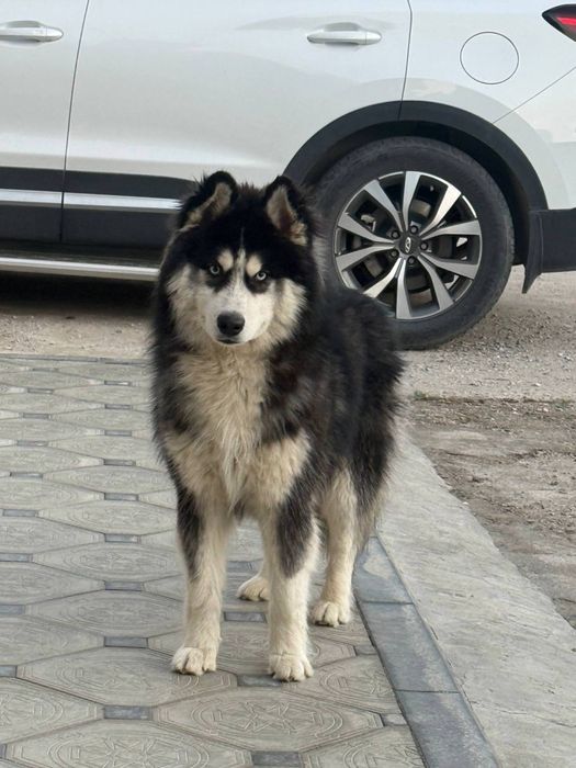 Хаски Haski сотилади