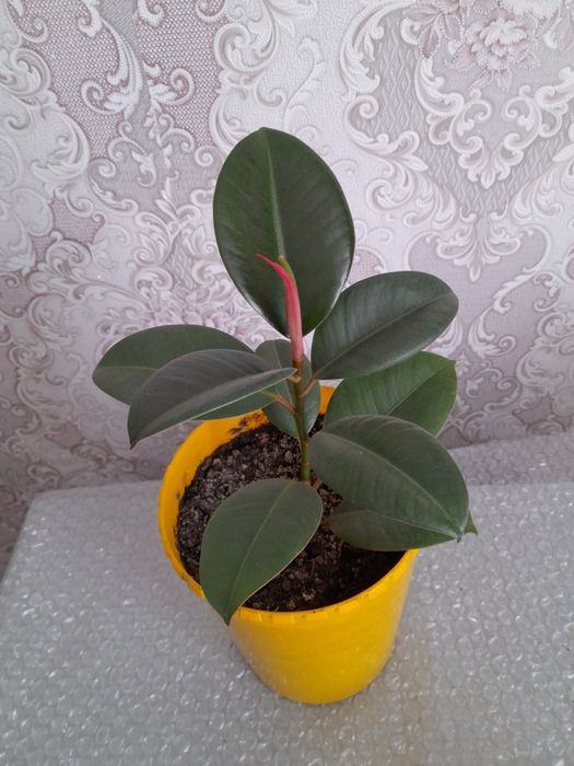 Продам комнатные цветы