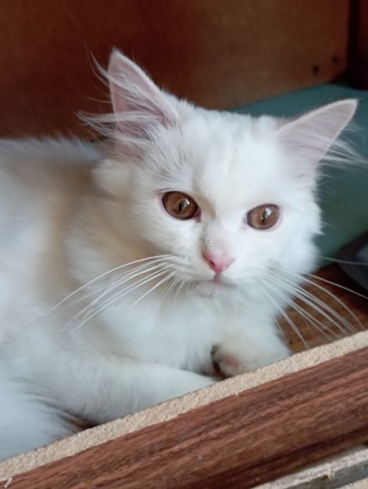 Котёнок мальчик 6 мес.