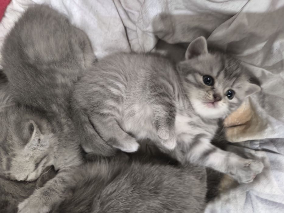 Котята британские