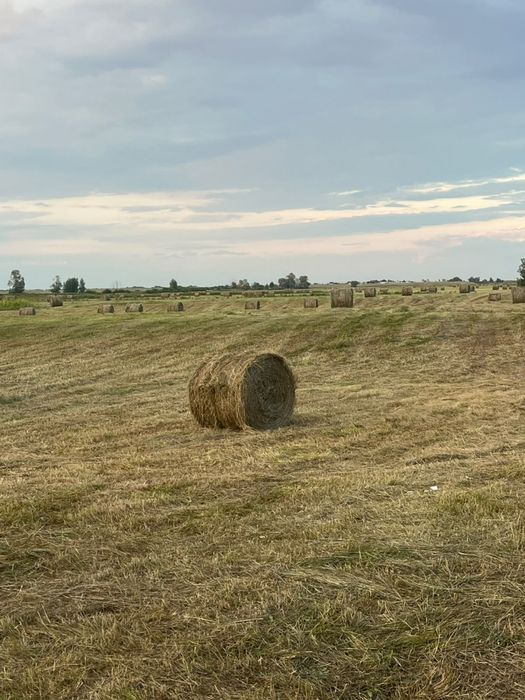 Продам сено луговое