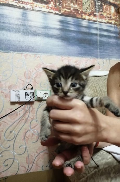 Котята в добрые руки