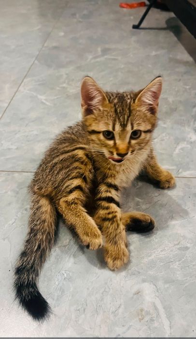 Котята.крысоловы