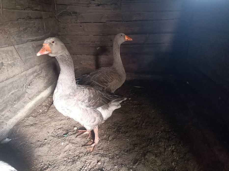 Продам гусей село Уварова.