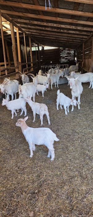 Capre saanen cu pedigree