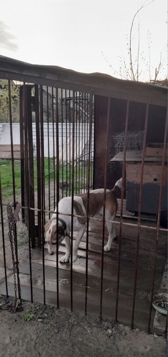 Вольер новый, большой