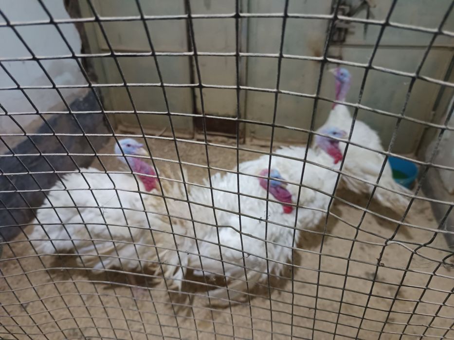 Kurka big6 goshiyam tirigiyam sotiladi