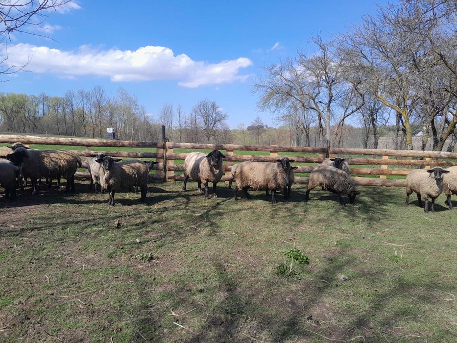 Berbec cu certificat de origine și oi rasa Suffolk