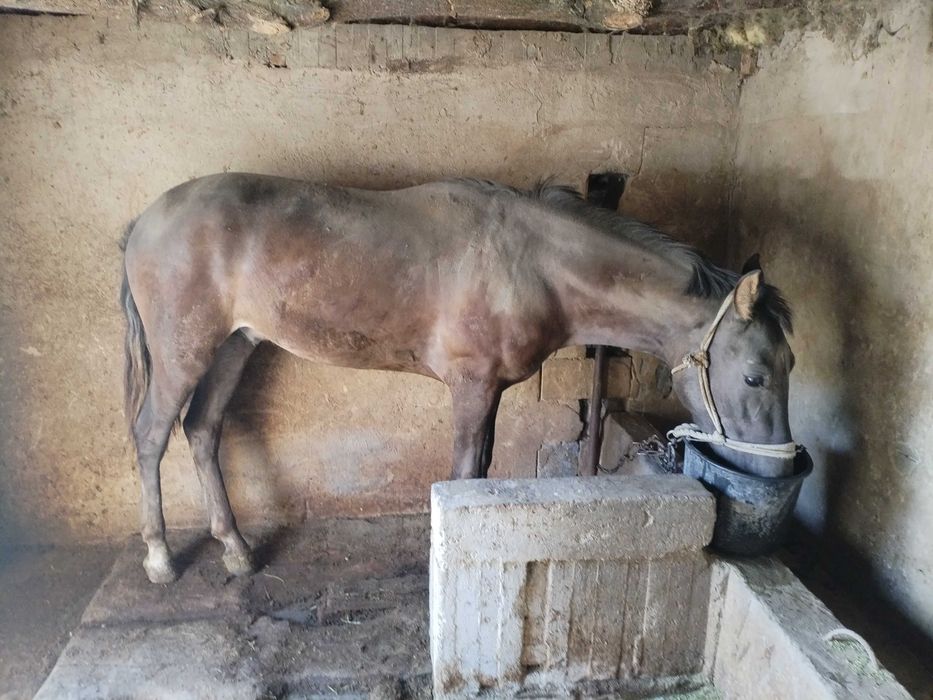 Продам жеребца полу кровка!