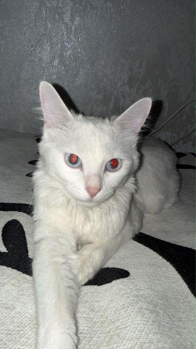 Отдам кота добрые руки