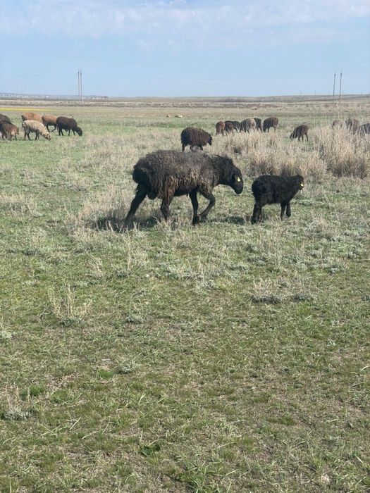 Кошкар сатылады кошкар