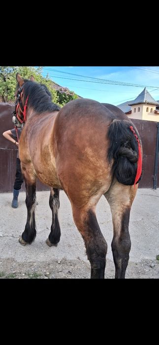 Vând cal de 2 ani